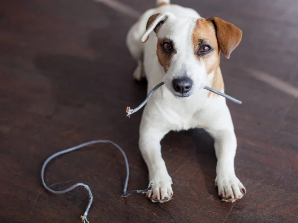 Perro Masticó Los Cables Travieso Perro Bravucón Casa — Foto de Stock