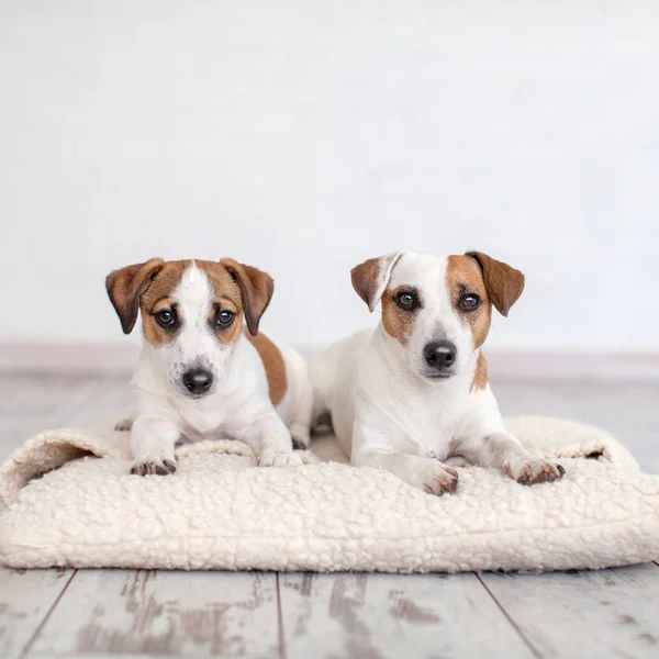 Две Собаки Лежат Подушке Рассел Джек — стоковое фото