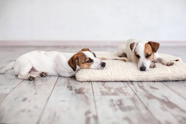 Две Собаки Спят Полу Друзья Щенок Собака — стоковое фото
