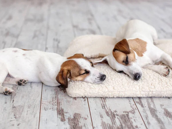 Perros Durmiendo Suelo Mascota Cama Perros — Foto de Stock