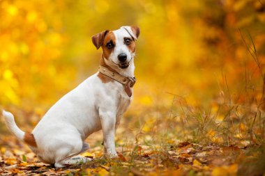 Mutlu köpek açık havada. Sonbahar oturma evcil hayvan