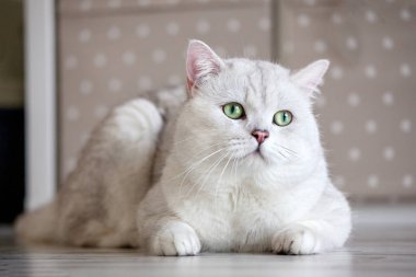 Yerli beyaz kedi evde