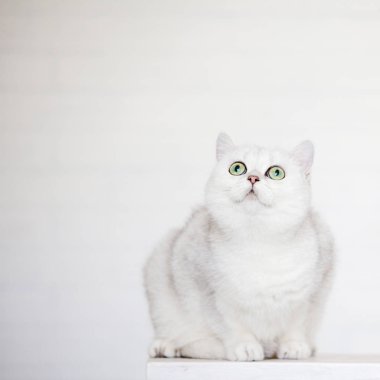 Yerli beyaz kedi evde. Ararken pet