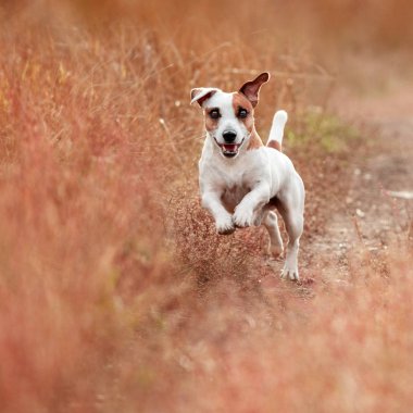 Sonbahar çalışan köpek. Jack russel terrier açık havada. Evde beslenen hayvan atlama. 