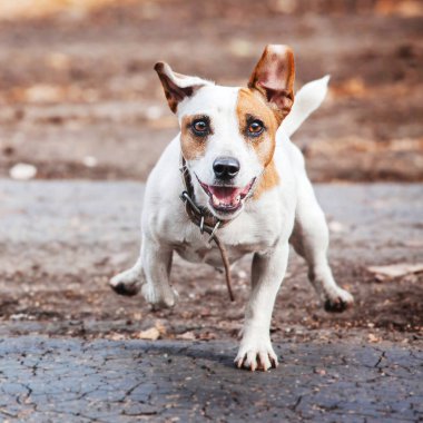 Çalışan köpek. Sonbahar evde beslenen hayvan atlama