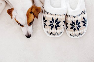 Köpek yakın terlikleri halının altına. Yumuşak ve rahat ev aksesuarları