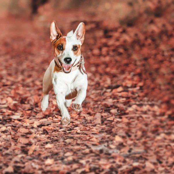 Осенью Собака Джек Руссел Терьер Бегает Улице Pet — стоковое фото