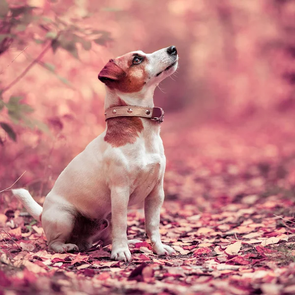 Pies Jesieni Jack Russel Terrier Zewnątrz Zwierzętom — Zdjęcie stockowe