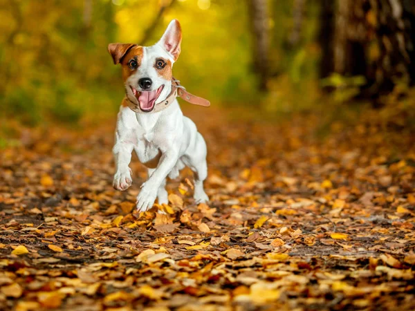 Perro Corriendo Otoño Salto Divertido Feliz Mascota Caminando Aire Libre — Foto de Stock