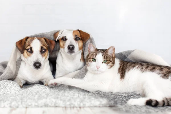 Pes Kočka Dohromady Pes Doma Objetí Kočka Pod Koberec Přátelství — Stock fotografie