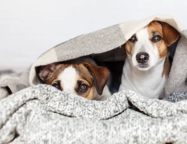 Halının Altına Iki Köpek Arkadaşlık Evcil — Stok fotoğraf