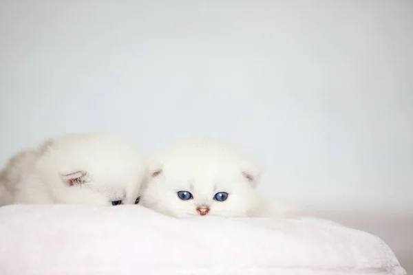 Gatinho Pequeno Travesseiro Pequeno Gato Branco Com Olhos Azuis — Fotografia de Stock