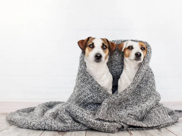 敷物の下で 匹の犬 自宅のペットの友情 — ストック写真