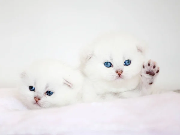 Gatinhos Pequenos Travesseiro Pequeno Gato Branco Com Olhos Azuis — Fotografia de Stock