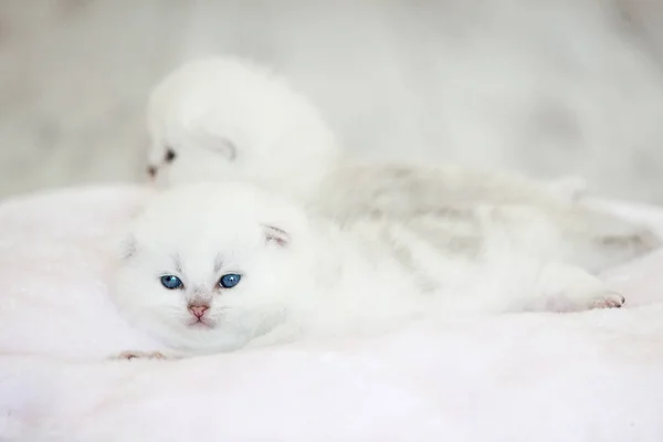 小猫在枕头上 蓝眼睛的小白猫 — 图库照片