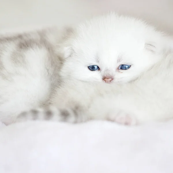 Gatito Pequeño Sobre Almohada Pequeño Gato Blanco Con Ojos Azules —  Fotos de Stock