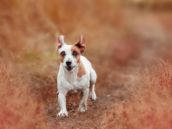 Pes Běží Podzim Jack Russel Teriér Venku Pet Skákání — Stock fotografie