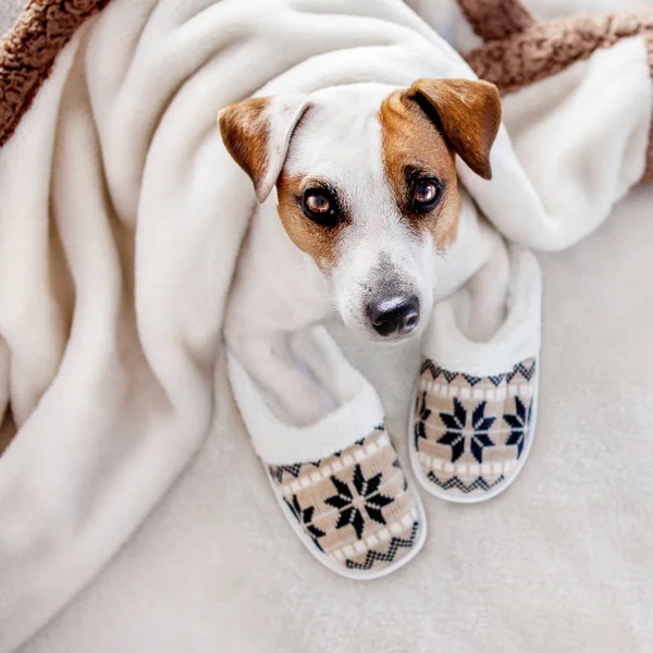 Собака Під Плед Тварина Розігрівається Під Ковдрою Холодну Осінню Погоду — стокове фото