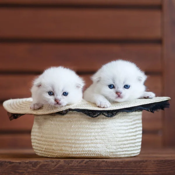 Chaton Aux Yeux Bleus Images Libres De Droit Photos De Chaton Aux Yeux Bleus Depositphotos