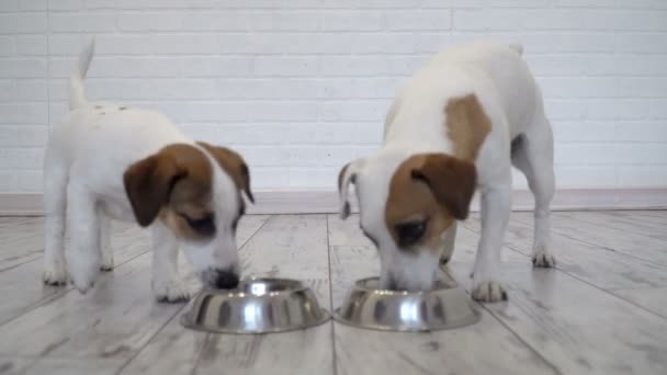 Two dogs eating food from bowl — Stock Video