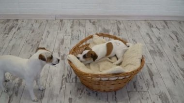 İki köpek evde oynamak