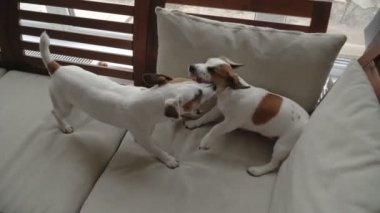 İki köpek evde oynamak