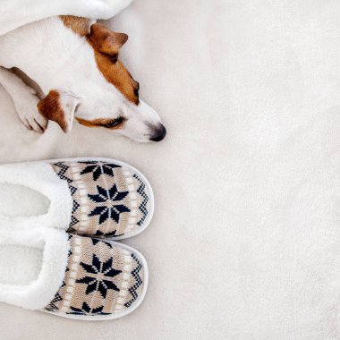 Dog near to slippers under the rug. Soft and cozy home accessories