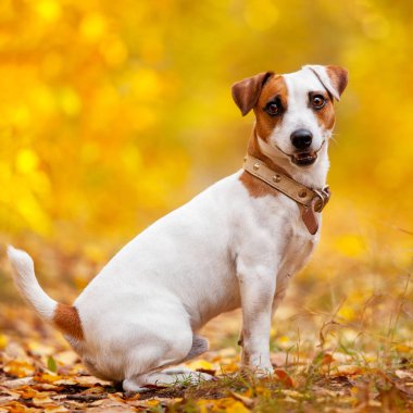 Mutlu köpek açık havada. Sonbahar oturma evcil hayvan