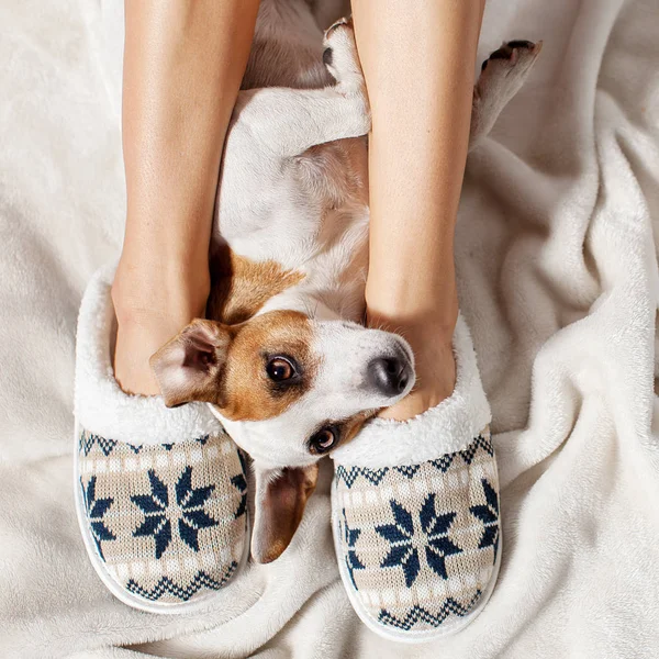 Woman in slippers with dog.Soft comfortable home slipper