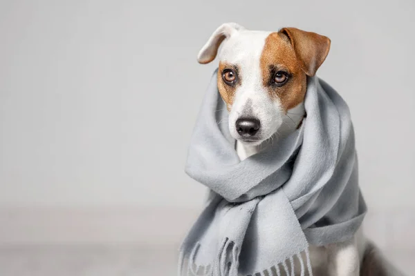 Cane Avvolto Una Sciarpa Gli Animali Domestici Scaldano Sotto Una — Foto Stock