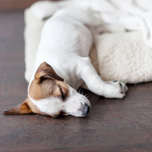 Sleeping Puppy Dog Bed Dog Jackrussell Home — Stock Photo, Image