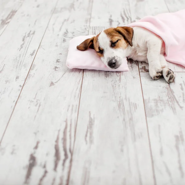 Schlafender Welpe Auf Kleinem Kissen Hund Jack Russel Hause — Stockfoto