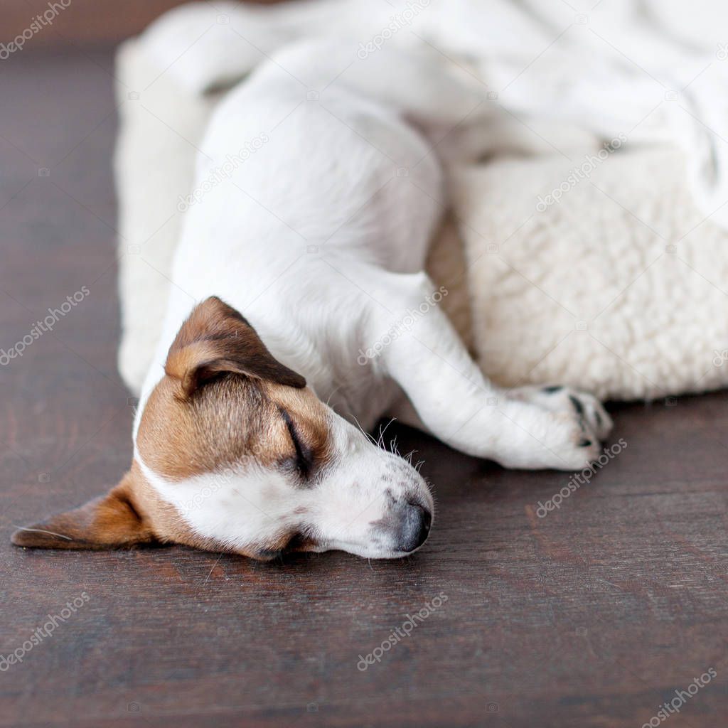 Sleeping puppy on dog bed. Dog jackrussell at home