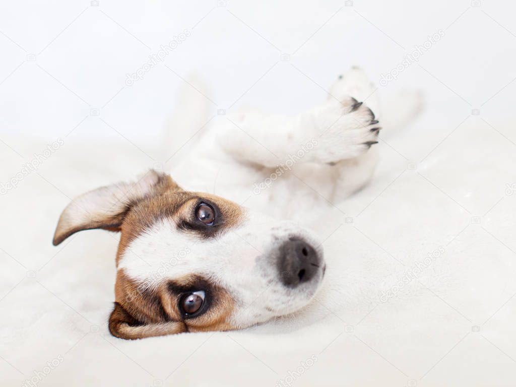 Cute dog. Puppy lying on bed. 