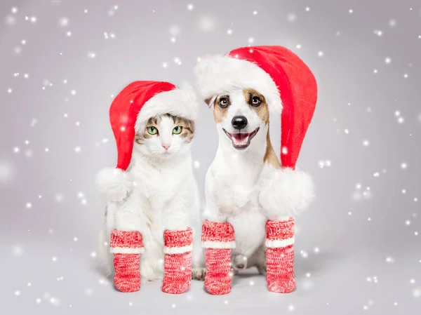 Cane e gatto in cappello di Natale — Foto Stock