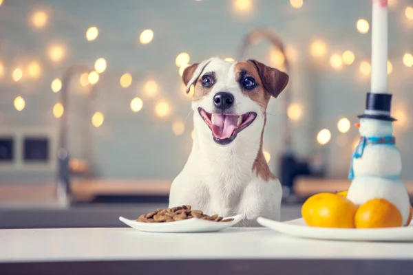 Dog eating food at home — Stock Photo, Image