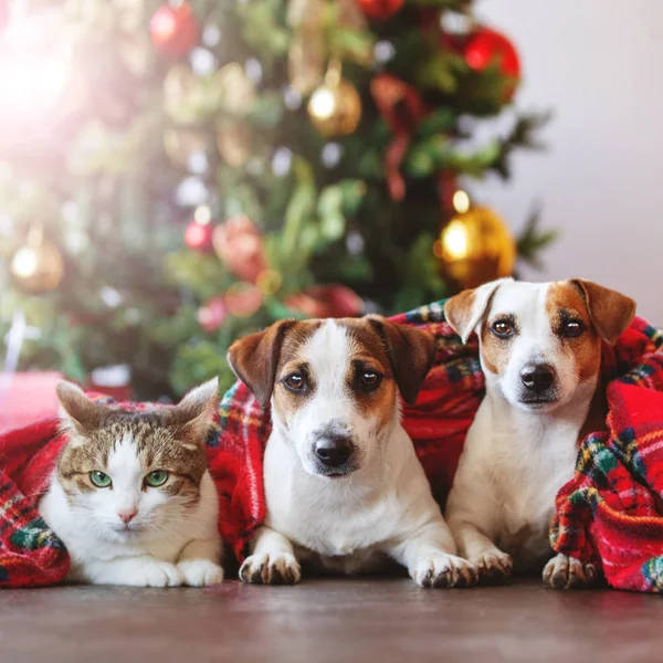 Kočka a psi pod vánoční stromeček — Stock fotografie