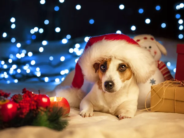 Dog in christmas hat — Stock Photo, Image