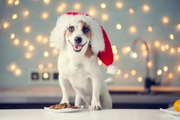 Dog in christmas hat eating food — Stock Photo, Image