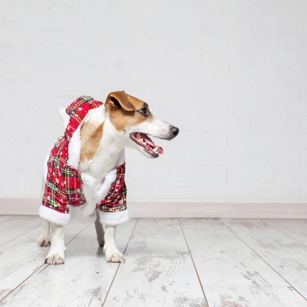 クリスマス衣装での犬 — ストック写真