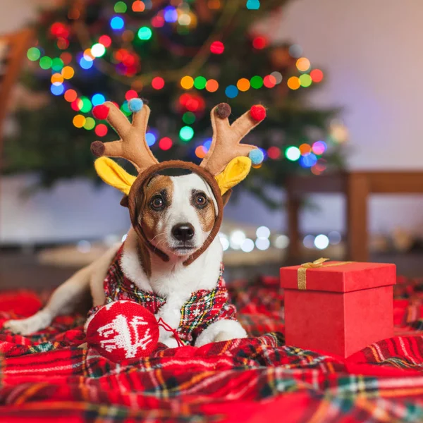 Cão debaixo de uma árvore de Natal — Fotografia de Stock