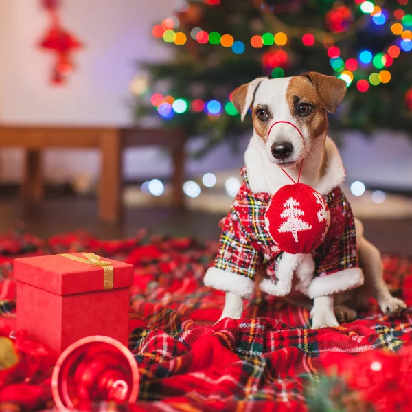Perro bajo un árbol de Navidad — Foto de Stock