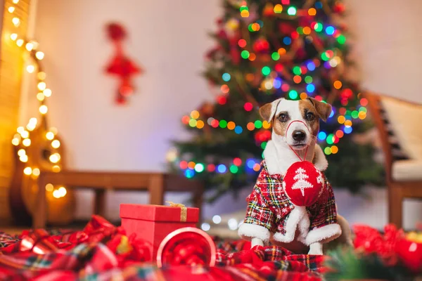 クリスマスツリーの下の犬 — ストック写真