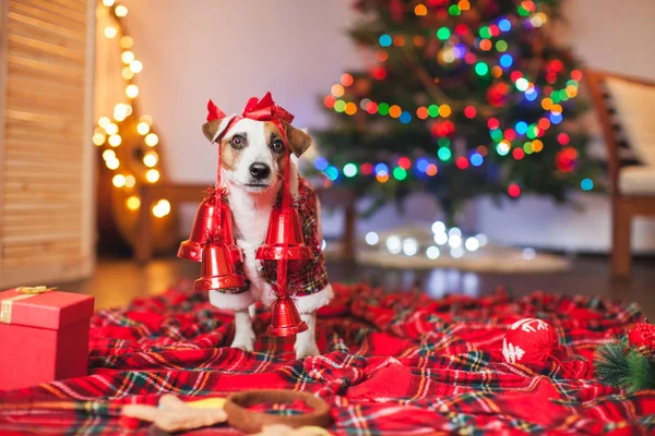 Noel ağacının altında bir köpek — Stok fotoğraf