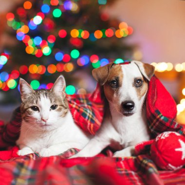 Kedi ve köpek bir Noel ağacı altında