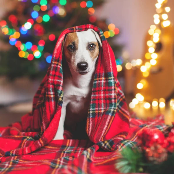 Собака под елкой — стоковое фото