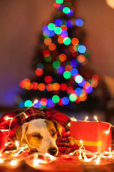 Cão adormecido sob a árvore de Natal — Fotografia de Stock