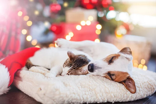 Kočka a pes, spící pod vánoční stromeček — Stock fotografie