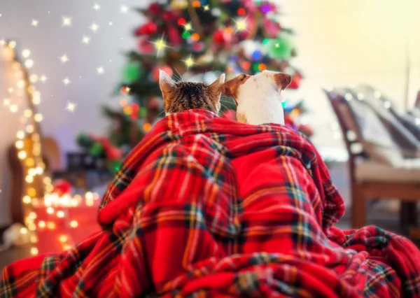 Gatto e cane sotto un albero di Natale — Foto Stock