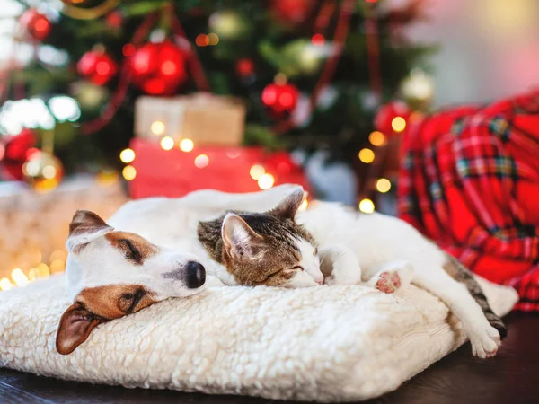 Gato e cão dormindo sob a árvore de Natal — Fotografia de Stock